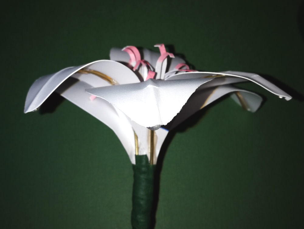 Blüte Amaryllis
